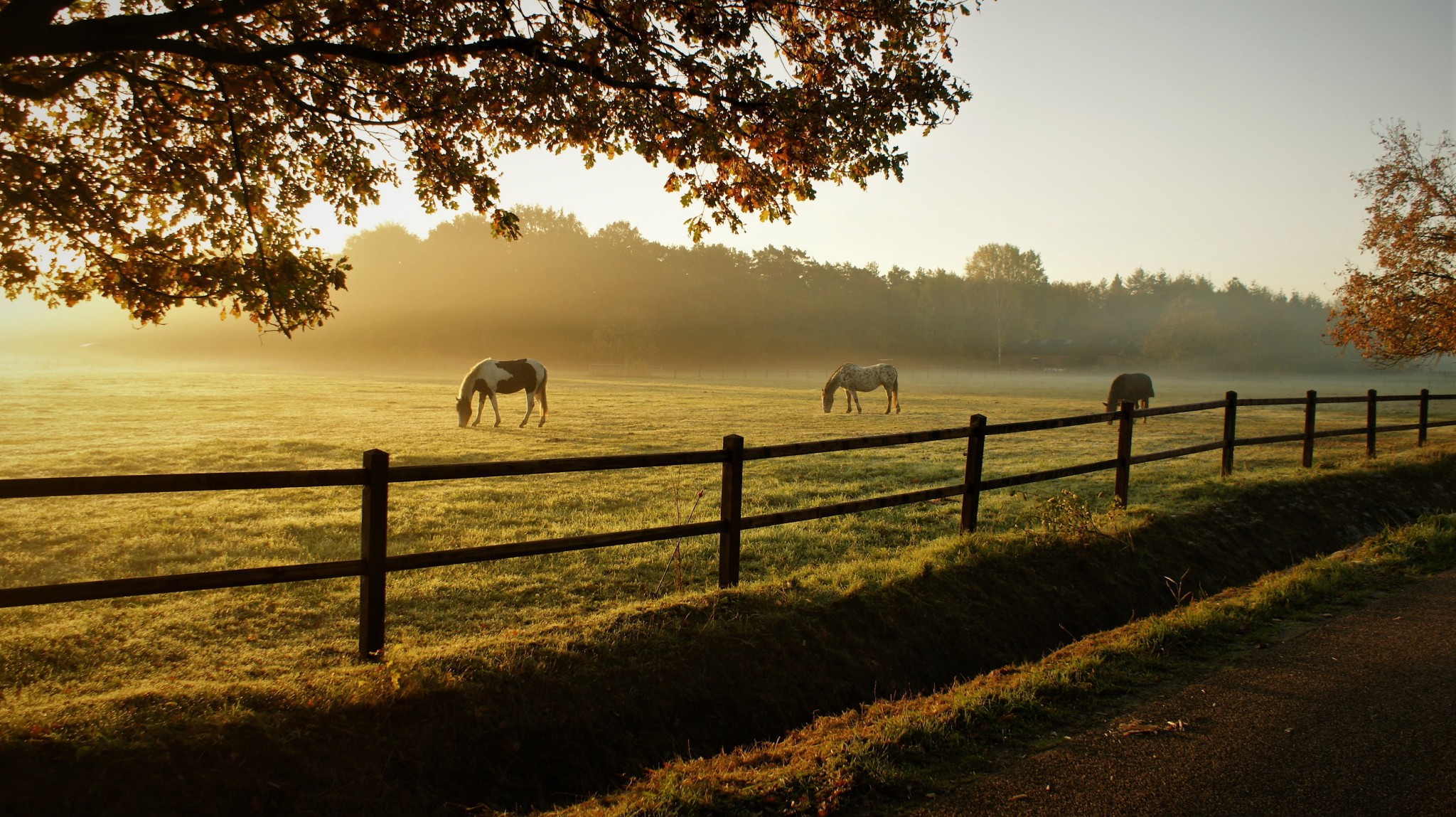 Guide essentiel pour la santé des chevaux au printemps