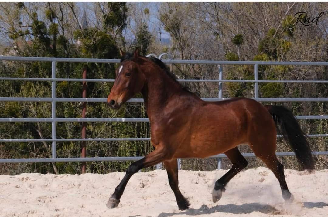 L’interview du mois : Le poney Français de selle